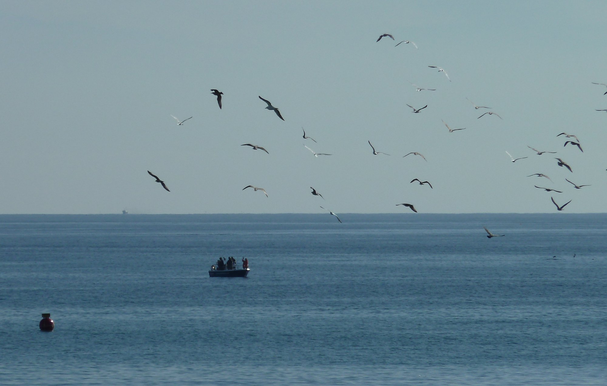 little boat with many seagulls